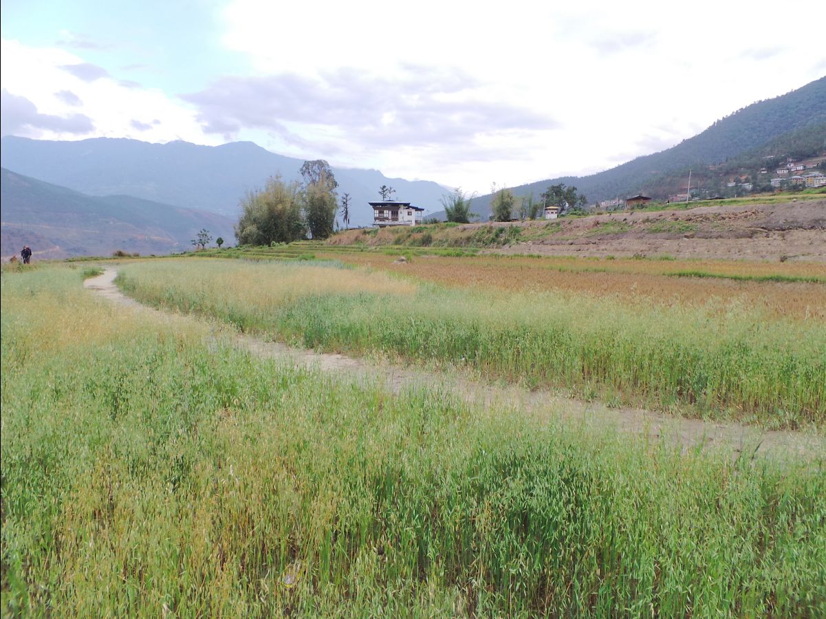 Chemi Lhakang Temple - on the way40